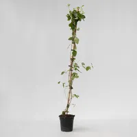 Plant in a Box - Geißblatt - Lonicera x