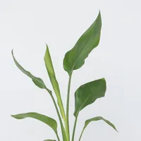 Plant in a Box - Strelitzie reginea Höhe 25-40cm