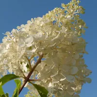 Plant in a Box - Hydrangea paniculata Höhe 25-35cm