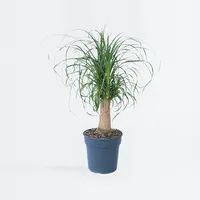 Plant in a Box - Beaucarnea 'recurvata' Höhe 60-70cm
