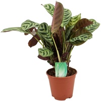 Plant in a Box - 30-40cm