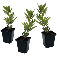 Plant in a Box - Arbutus 'Unedo' Höhe 25-40cm
