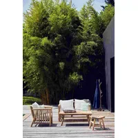 Jan kurtz Fred Sessel 72 x 80 x 75