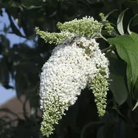 Plant in a Box - Buddleja davidii 'White' -