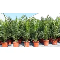 Grünwaren Palme XXL 180 cm Phoenix canariensis, kanarische Dattelpalme,
