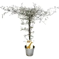 EXOTENHERZ Corokia cotoneaster Zick-Zack-Strauch Schnurbaum