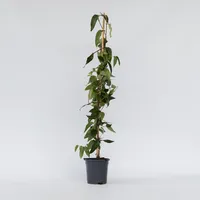 Plant in a Box - Lonicera henryi 'Copper Beauty'