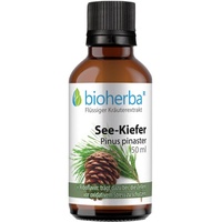  SEE-KIEFER Pinus pinaster