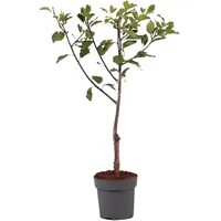 Plant in a Box - Prunus domestica 'Opal' -