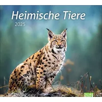 Heye Heimische Tiere Bildkalender 2025: In diesem dekorativen Kalender