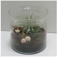 Meinvipshop Flaschengarten mit echten Pflanzen Midi | Gr.: onesize