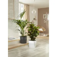 Scheurich Groove 40, Blumentopf/Pflanzkübel, rund, Farbe: Carbon, hergestellt mit