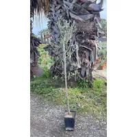 Grünwaren Olivenbaum Olive 160-180 cm beste Qualität, winterhart