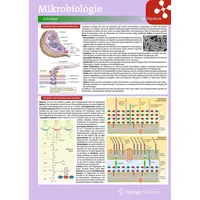 Springer Lerntafel: Mikrobiologie im Überblick