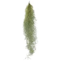 EXOTENHERZ Feenhaar Louisiana-Moos Tillandsia usneoides hängende Tillandsie ca. 30-40cm