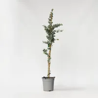 Plant in a Box - Eukalyptus - Eucalyptus cinerea
