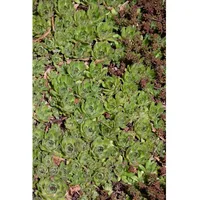 Pflanzen Für Dich Sedum pachyclados, ca. 9x9 cm Topf,
