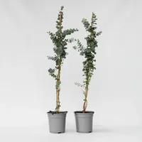 Plant in a Box - 2 Stk - Eucalyptus