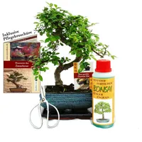 EXOTENHERZ Geschenkset Bonsai "Ulmus" Chinesische Ulme ca. 6 Jahre