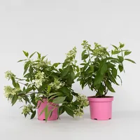 Plant in a Box - 2 Stk - Hydrangea