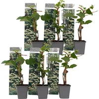 Plant in a Box - 6 Stk - Hydrangea