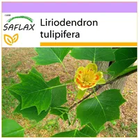SAFLAX - Echter Tulpenbaum - 20 Samen - Liriodendron