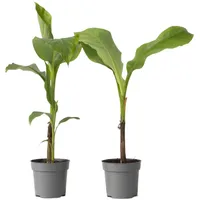 Plant in a Box - 2 Stk - Musa
