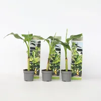 Plant in a Box - 6 Stk - Musa