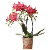 Kolibri Phalaenopsis Orchidee Kongo Topfgröße 9cm frisch vom Züchter