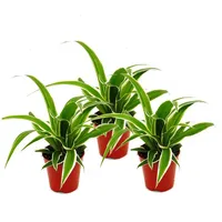 EXOTENHERZ Chlorophytum Mini 3er Set Grünlilie