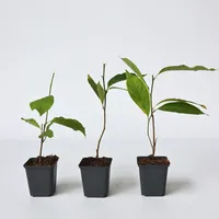 Plant in a Box - Magnolie - 3 Stk