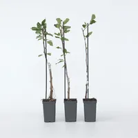 Plant in a Box - Apfelbäume - 3 Stk