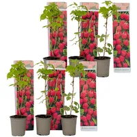Plant in a Box - 6 Stk - Rubus