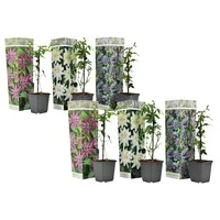 Plant in a Box - 6 Stk - Passiflora