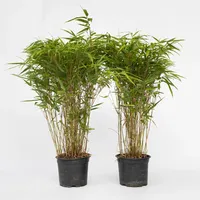 Plant in a Box - 6 Stk - Fargesia