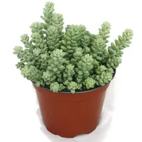EXOTENHERZ Sedum morganianum burritum Affenschaukel - Topf