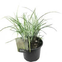 Plant in a Box - Miscanthus sinensis 'Gracillimus' -