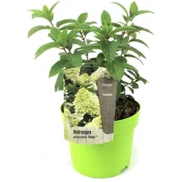 Plant in a Box - Hydrangea paniculata 'Bobo' Höhe
