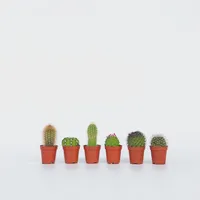 Plant in a Box - Mini Kakteen - Cactus