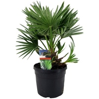 Plant in a Box - Zwergpalme - Chamaerops 'Vulcano'