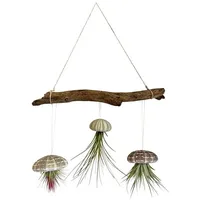Meinvipshop Liane 30cm mit Seeigelgehäuse und Tillandsien | Gr.: