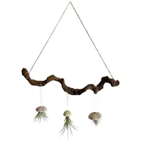 Meinvipshop Liane braun 60cm mit Seeigelgehäuse und Tillandsien |
