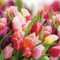 Ti-Flair Servietten 33x33cm 20 St.