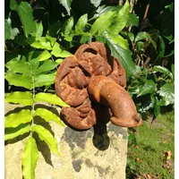 Antikas - Wandbrunnen-Speier nach antiker Vorlage -Wasserauslauf -Stein-Brunnen Rosenblüte