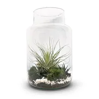 Meinvipshop Flaschengarten 30cm XXL mit Tillandsia Oxana | Gr.: