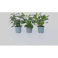 Plant in a Box - 3 Stk - Solanum