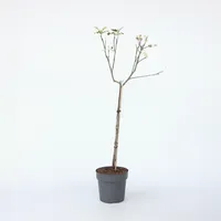Plant in a Box - Malus domestica 'Elstar' -