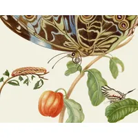 Gerstenberg Verlag Maria Sibylla Merians Schmetterlinge - Gästebuch