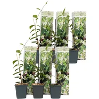 Plant in a Box - 6 Stk - Trachelospermum