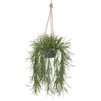 Gasper Kunstpflanze Rhipsalishänger (LBH 40x40x100 cm) - grün -